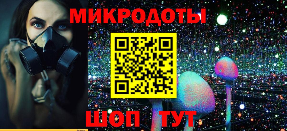 Галлюциногенные грибы Psilocybe Тверь